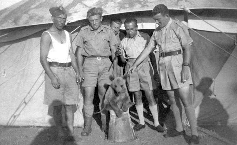 Illustration for article titled The Incredible Story of Wojtek, the Soldier Bear